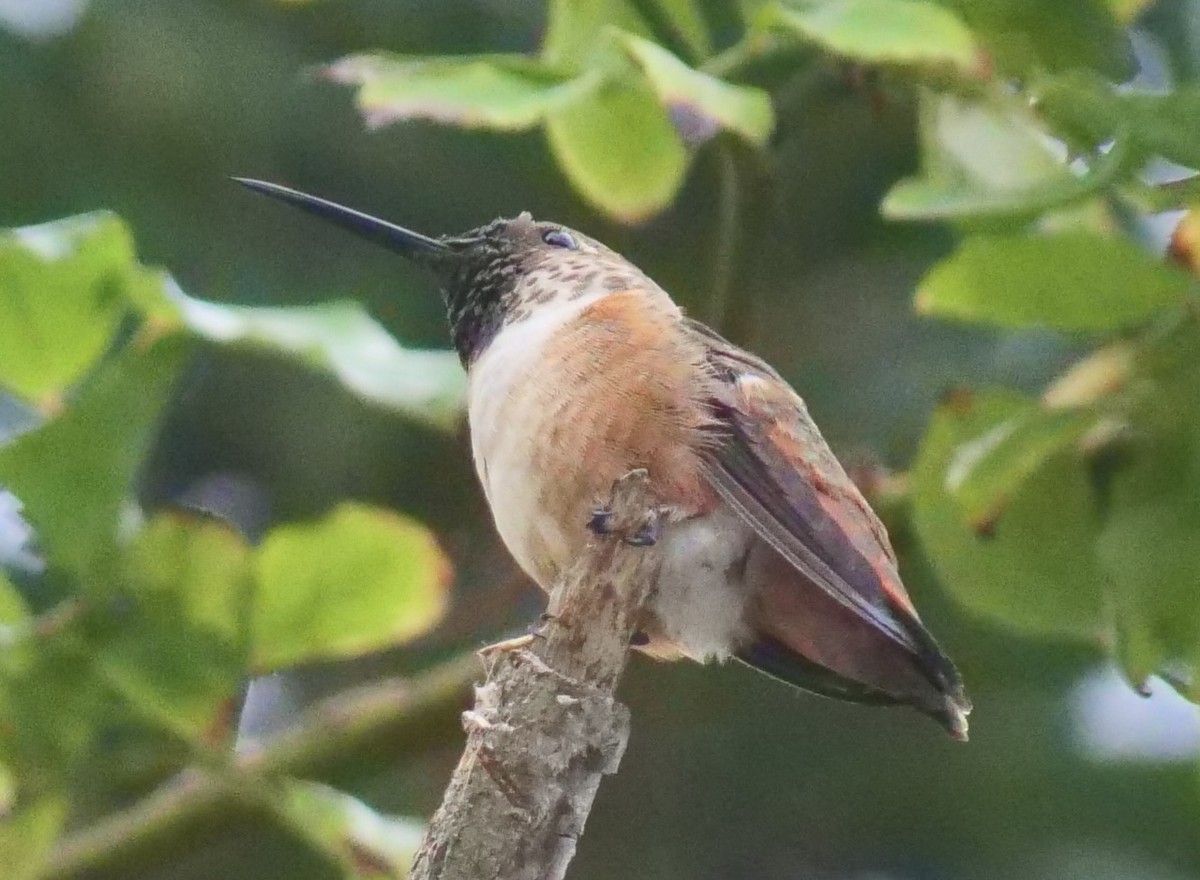 Colibri d'Allen - ML642828353