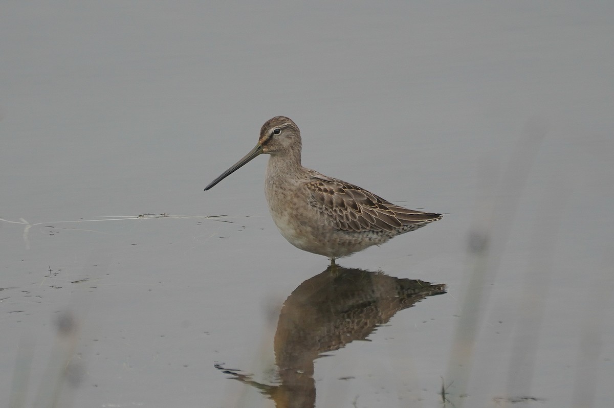 Long-billed Dowitcher - ML642828359