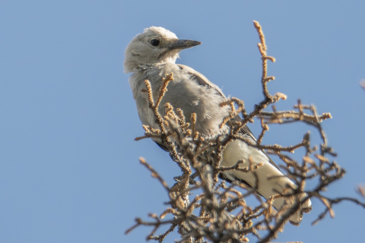 Clark's Nutcracker - ML642828361