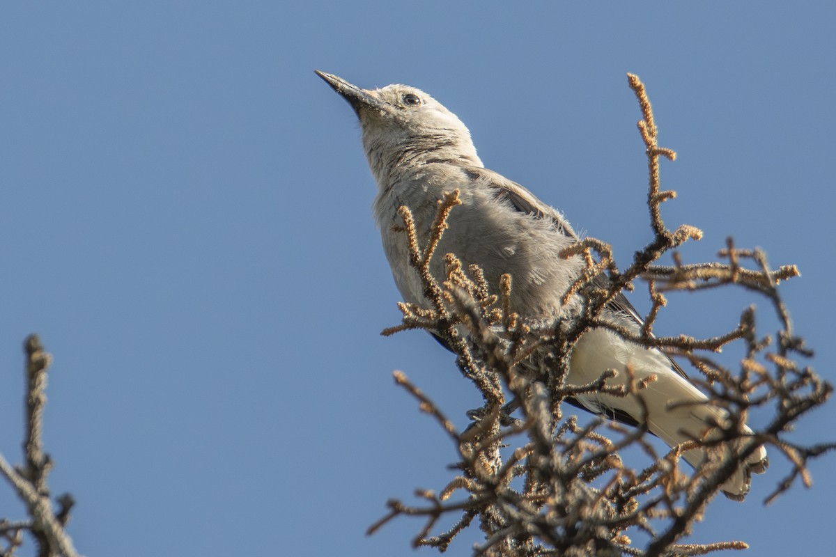 Clark's Nutcracker - ML642828362