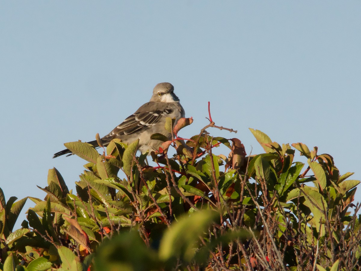sangspottefugl - ML642828363