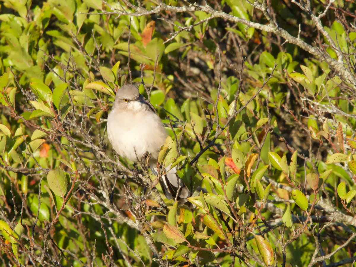 sangspottefugl - ML642828364