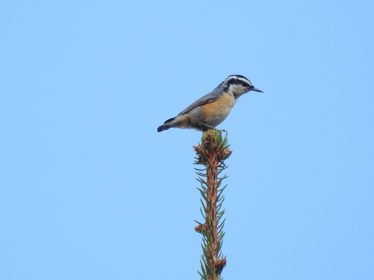 Red-breasted Nuthatch - ML642828371