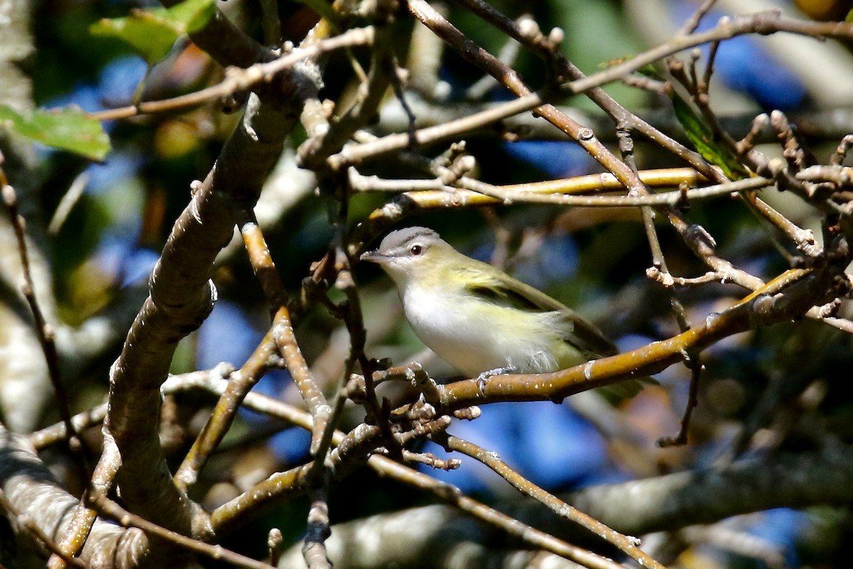 rødøyevireo - ML642828376