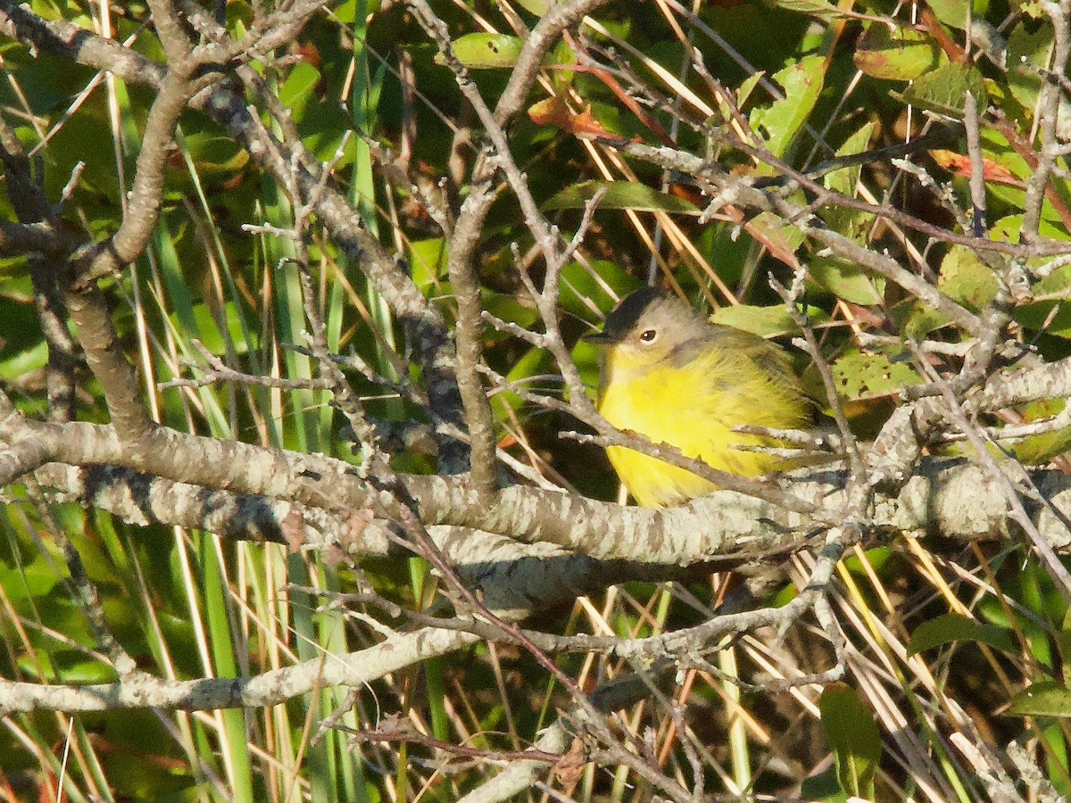 bjørkeparula - ML642828378