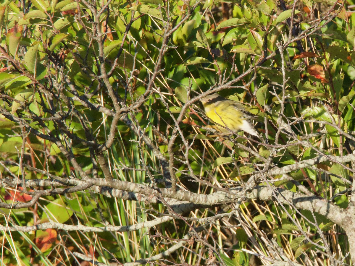 bjørkeparula - ML642828379