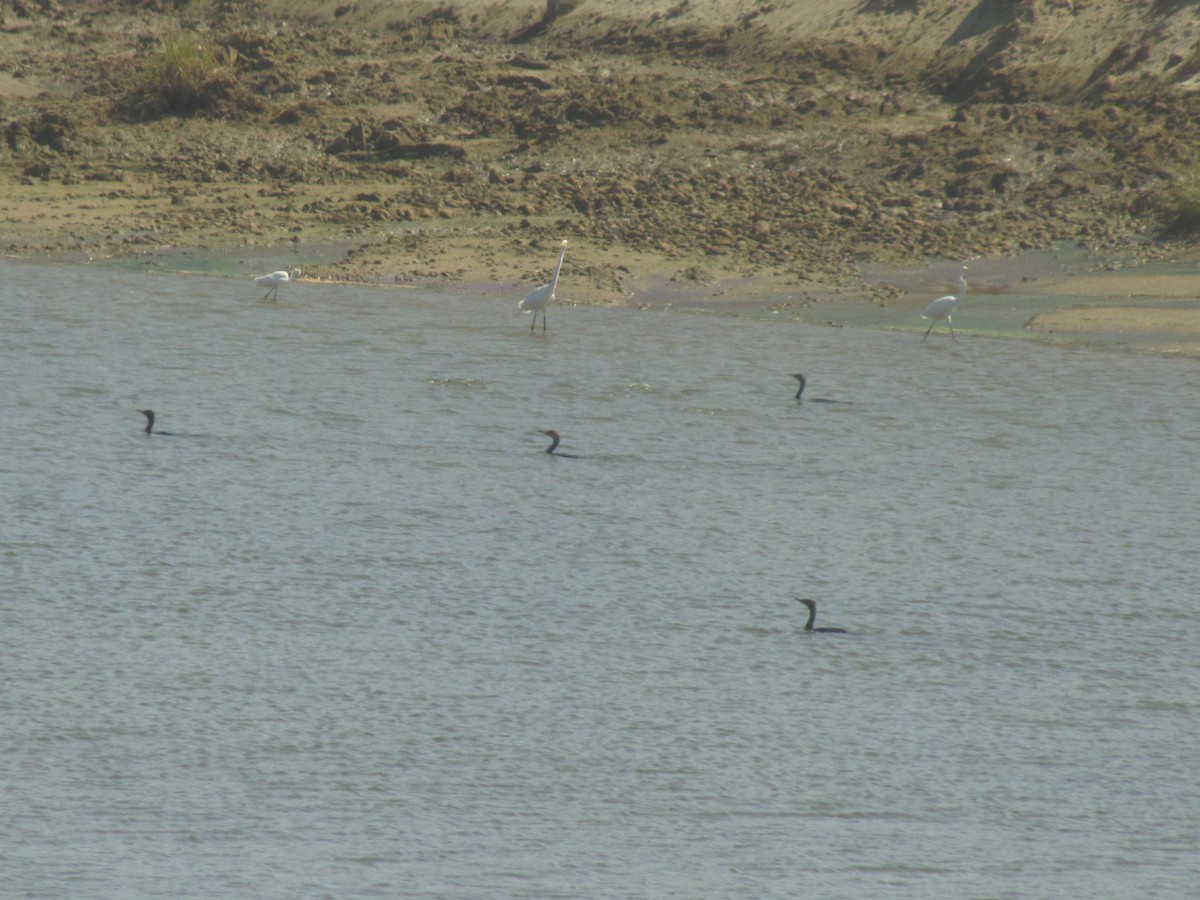 Double-crested Cormorant - ML642828388