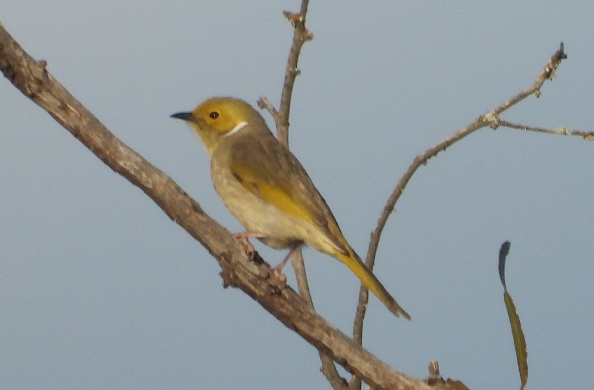 White-plumed Honeyeater - ML642828390