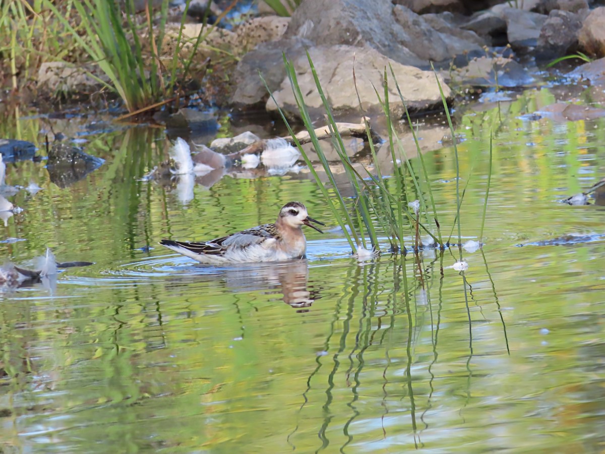 Red Phalarope - ML642828405
