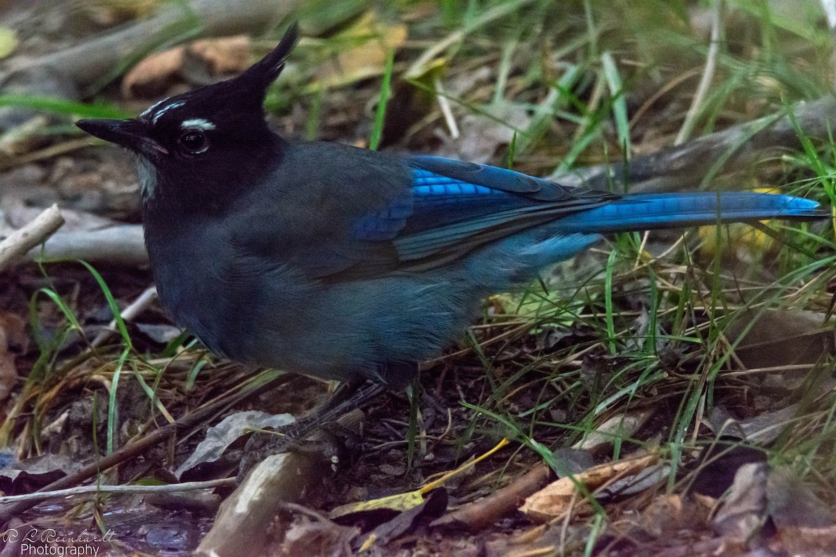 Steller's Jay - ML642828408
