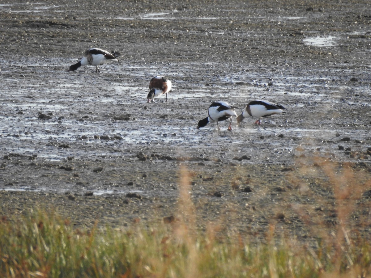 Common Shelduck - ML642828409