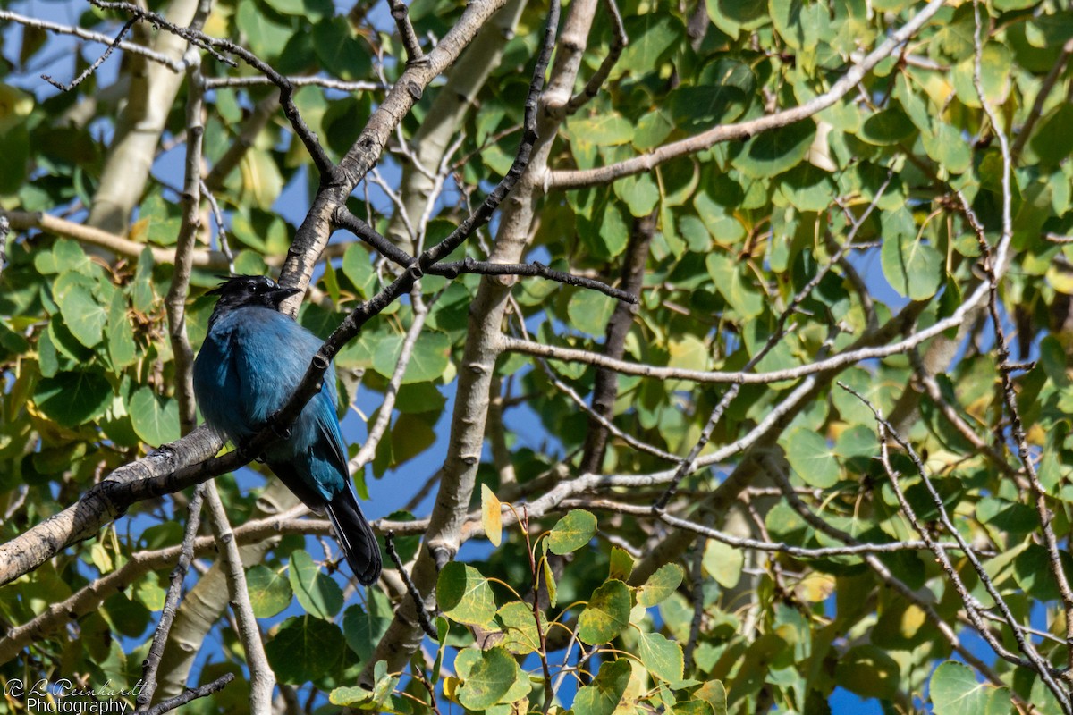 Steller's Jay - ML642828410