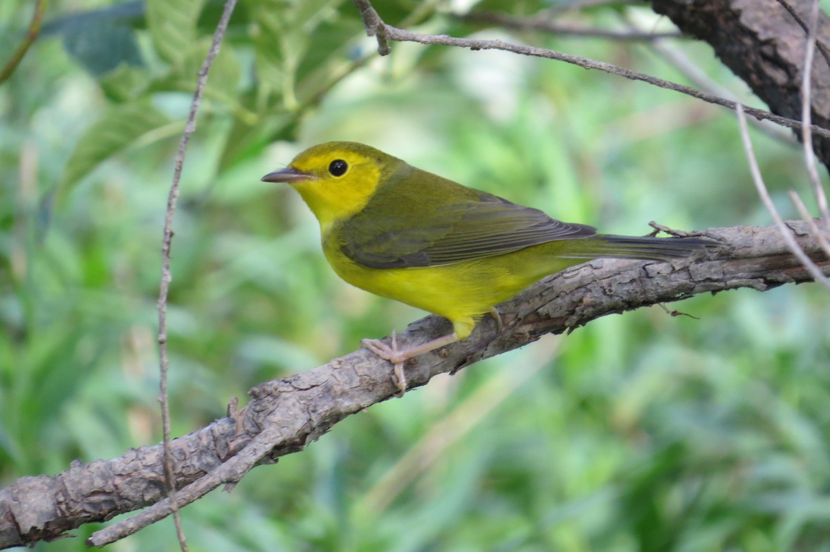 Hooded Warbler - ML642828415