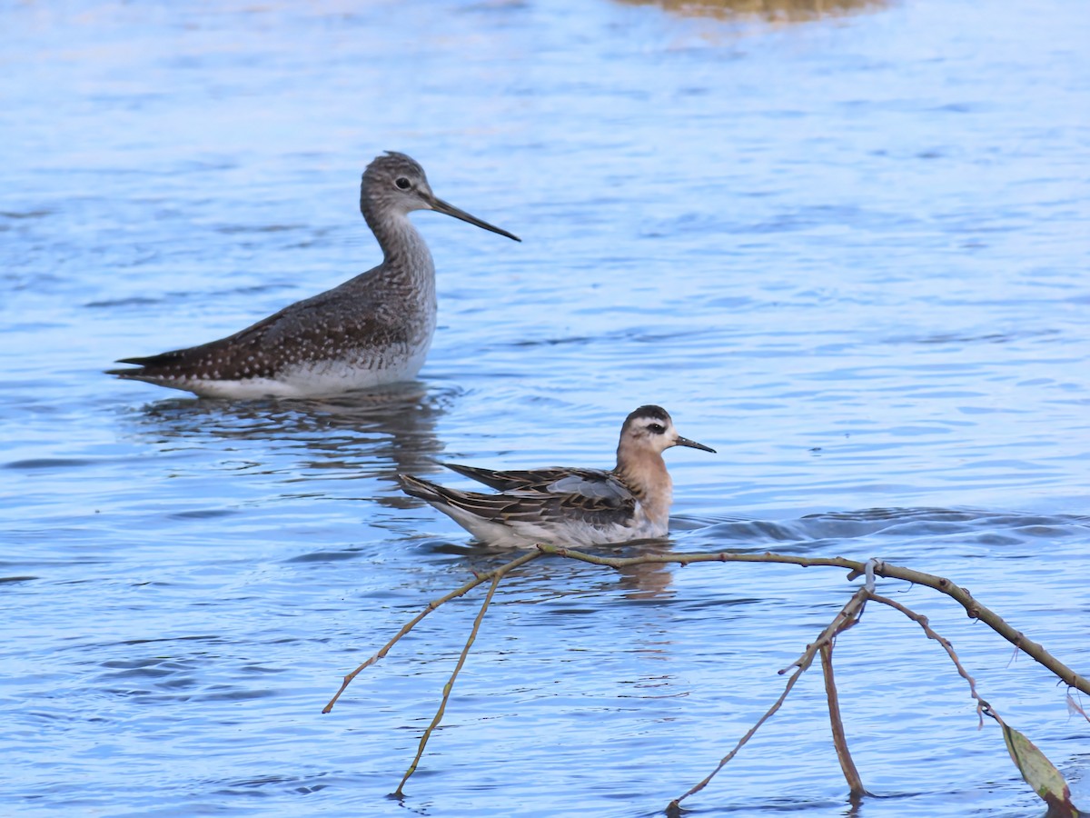 Red Phalarope - ML642828427