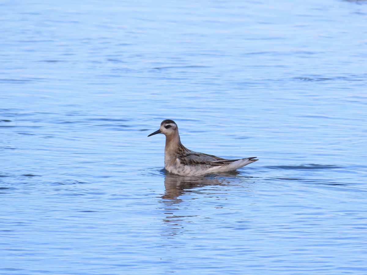 Red Phalarope - ML642828428