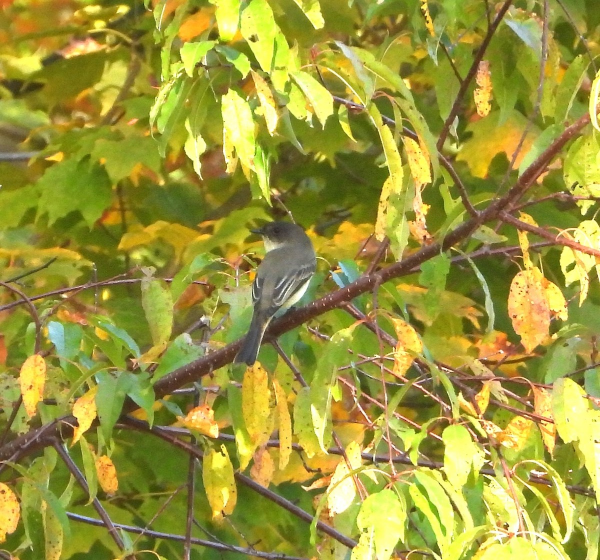 Eastern Phoebe - ML642828431