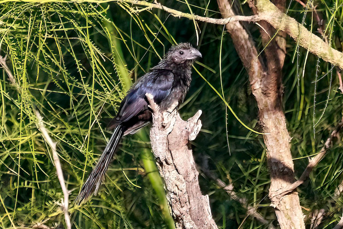 Ani à bec cannelé - ML642828454