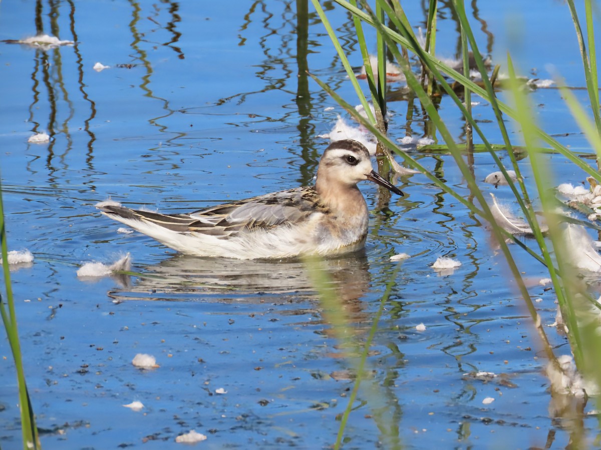Red Phalarope - ML642828461