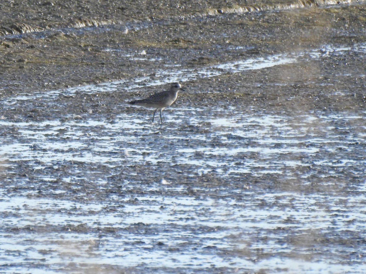 American Golden-Plover - ML642828469