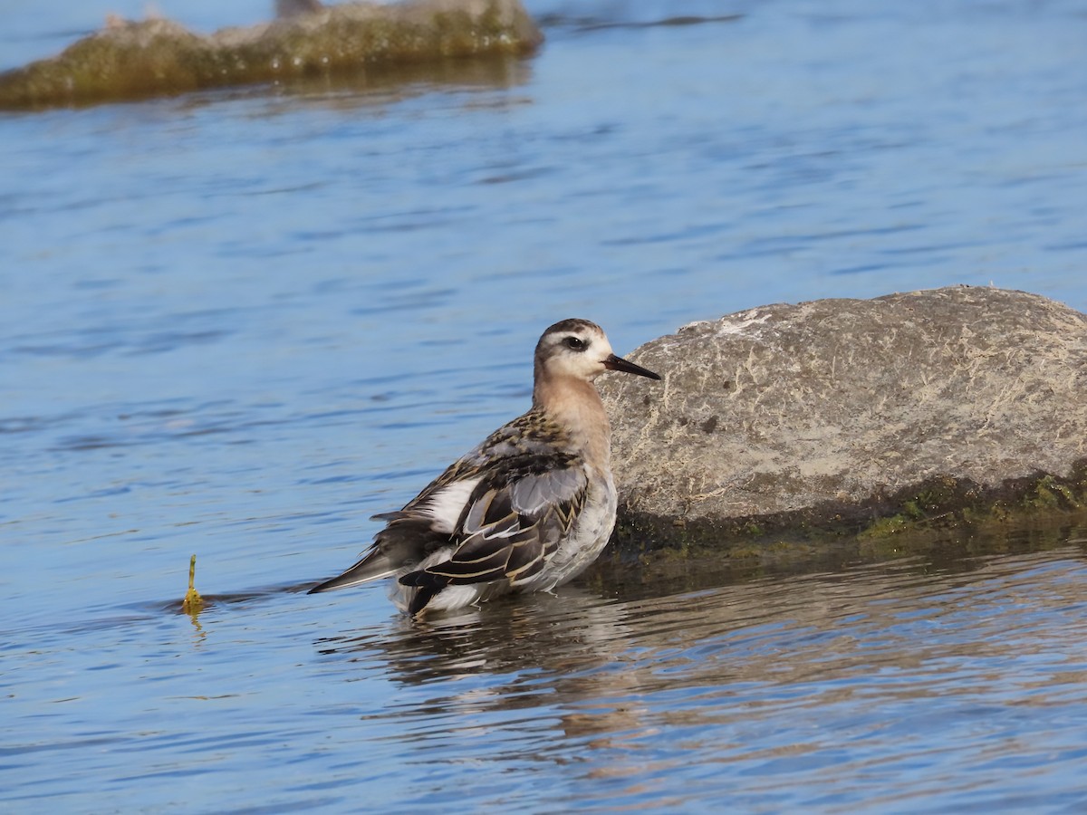 Red Phalarope - ML642828477