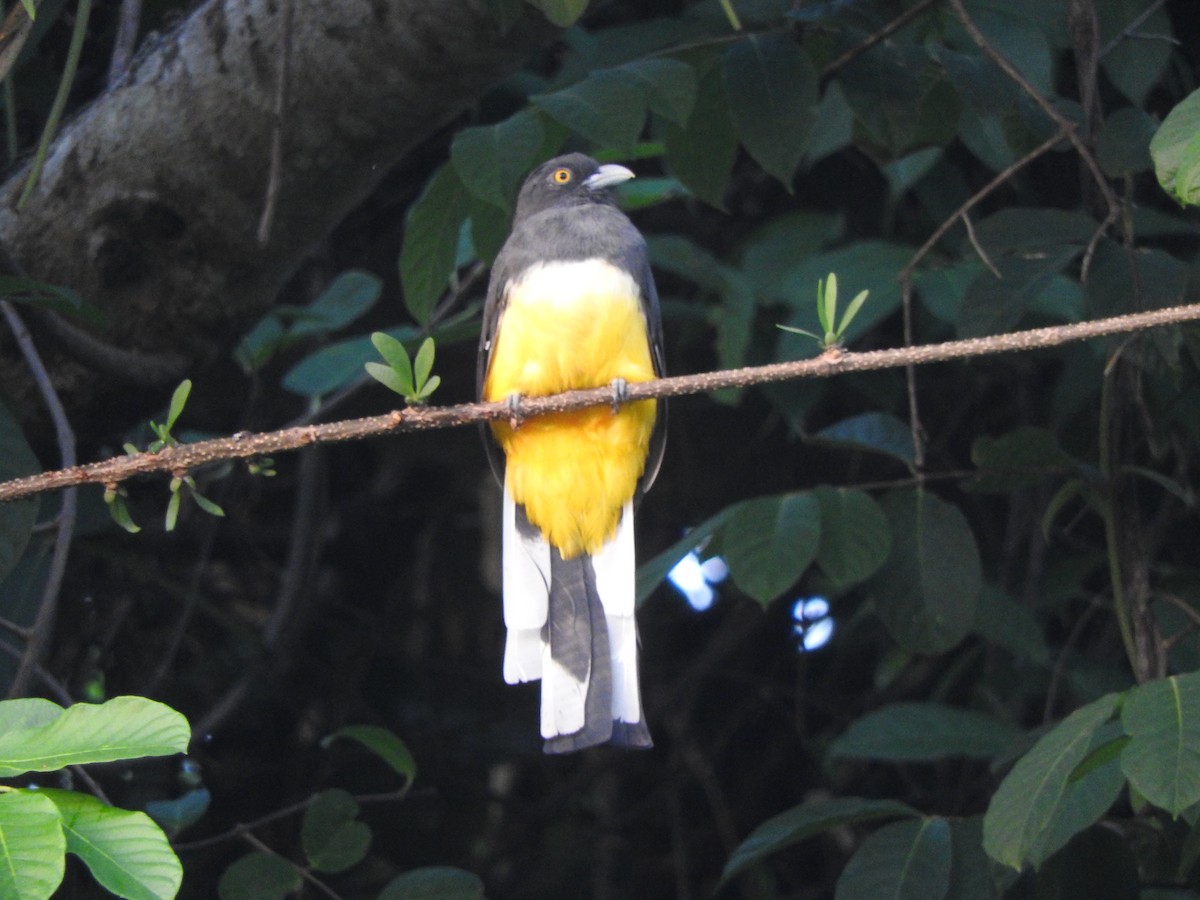 Citreoline Trogon - ML642828490