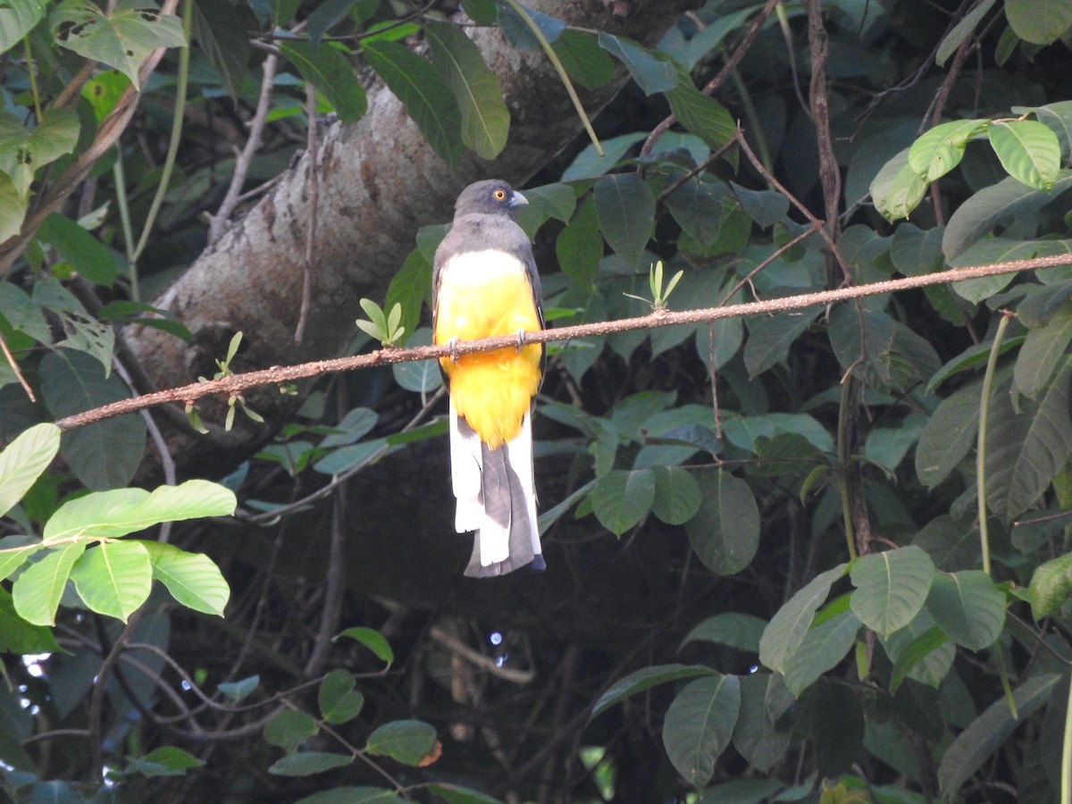 Citreoline Trogon - ML642828491