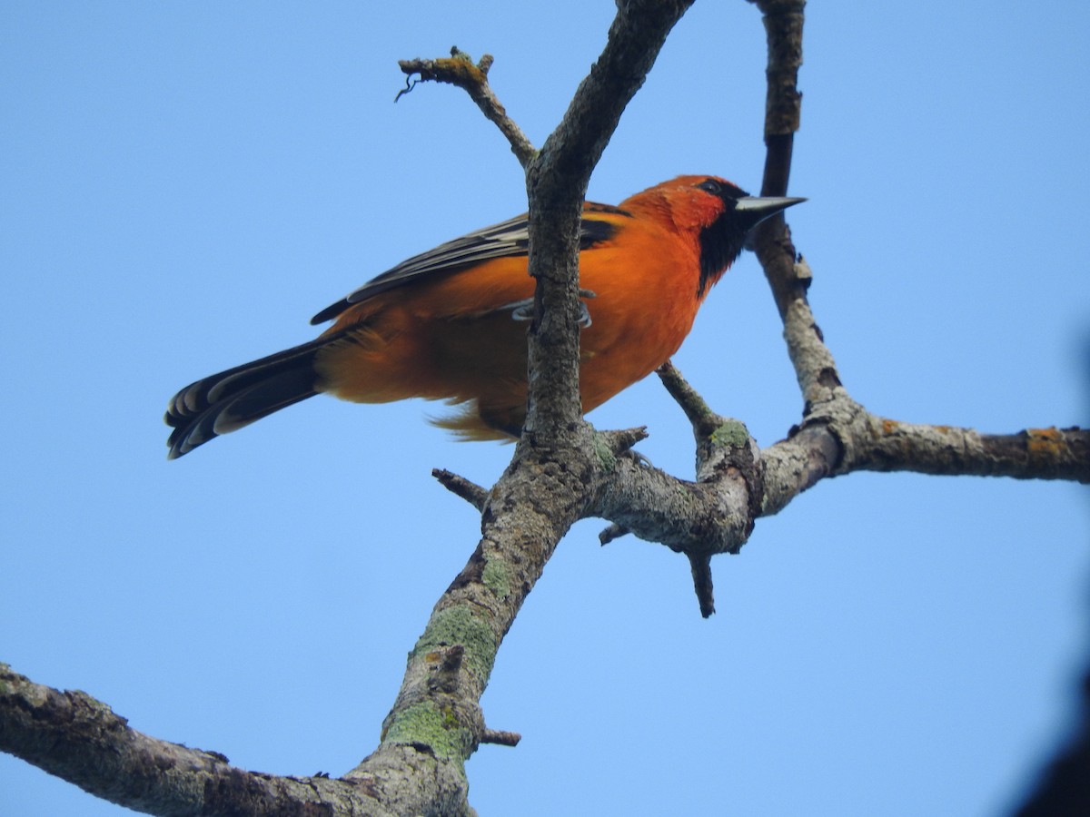 Streak-backed Oriole - ML642828495