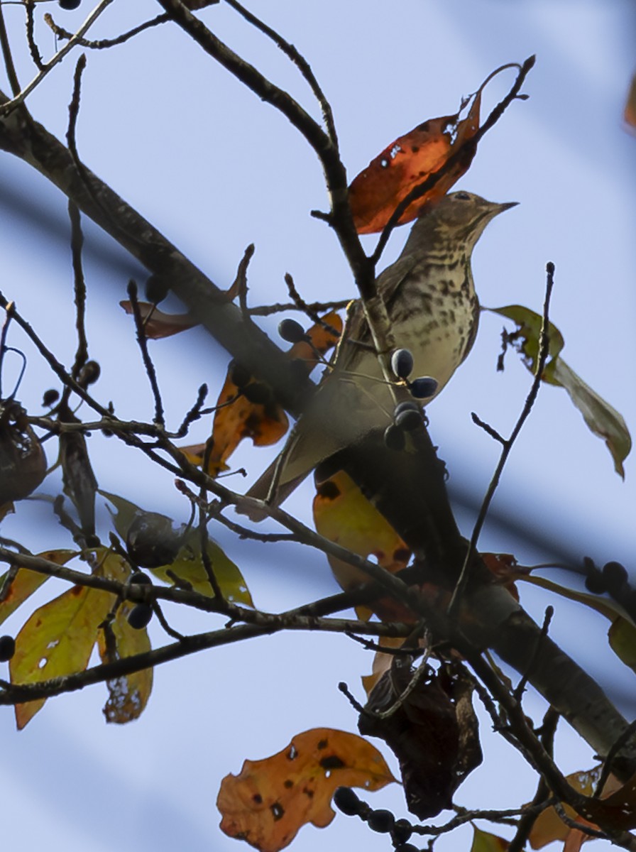 Swainson's Thrush - ML642828502
