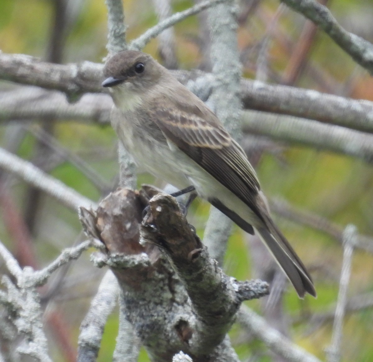 Eastern Phoebe - ML642828503