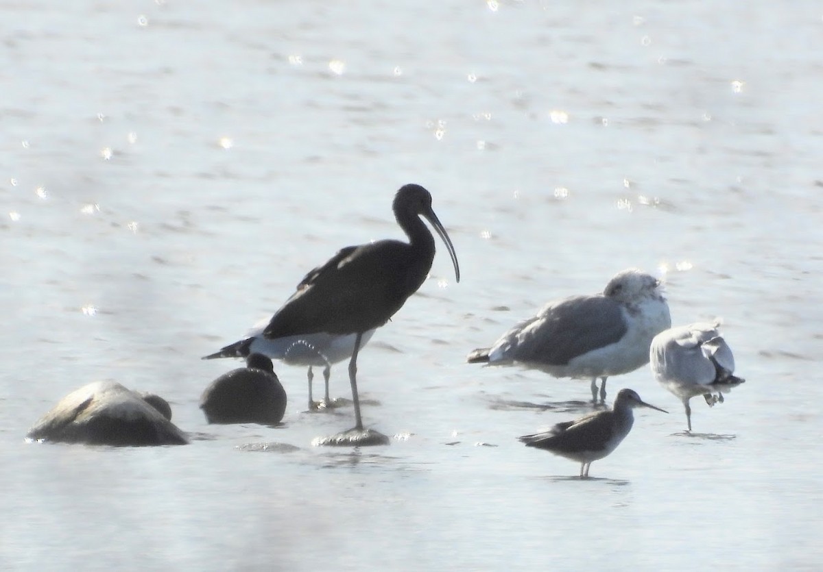 White-faced Ibis - ML642828504