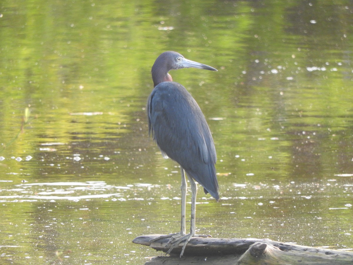 Little Blue Heron - ML642828506