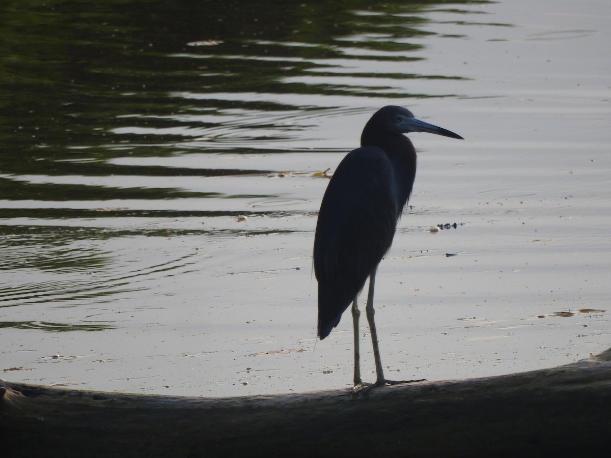 Little Blue Heron - ML642828507