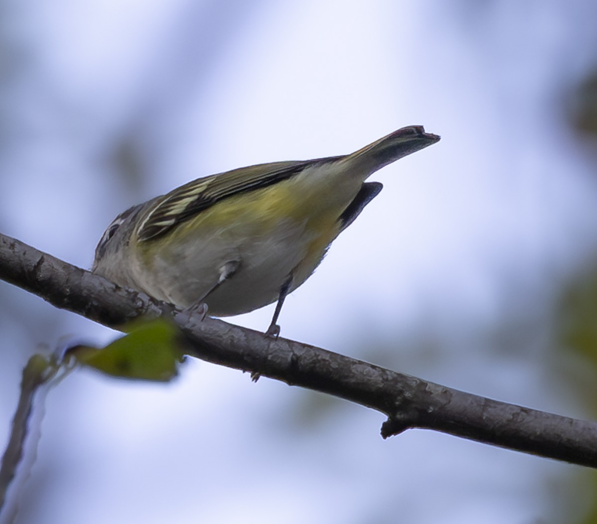 Blue-headed Vireo - ML642828512