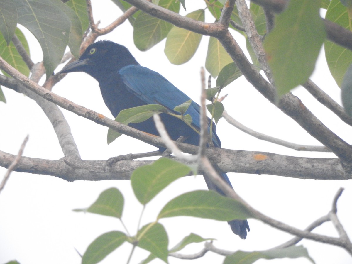 San Blas Jay - ML642828514