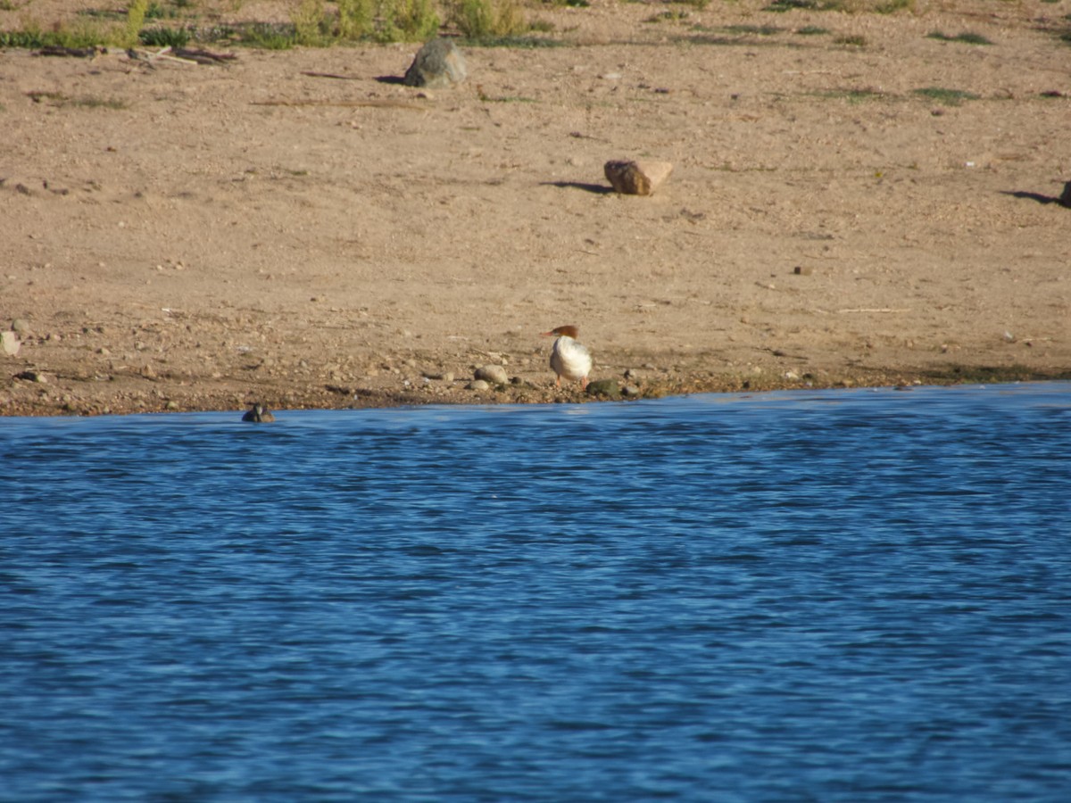 Common Merganser - ML642828521