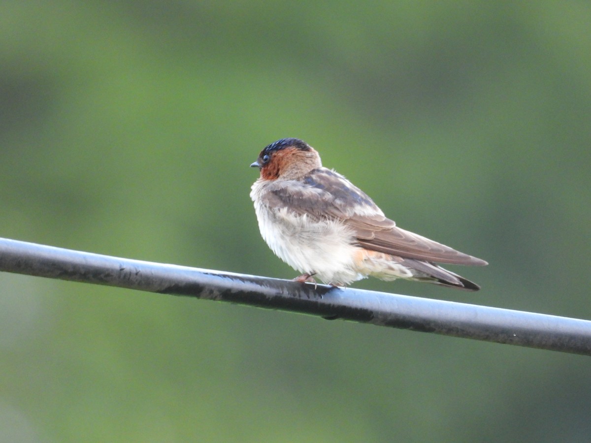 Cliff Swallow - ML642828522