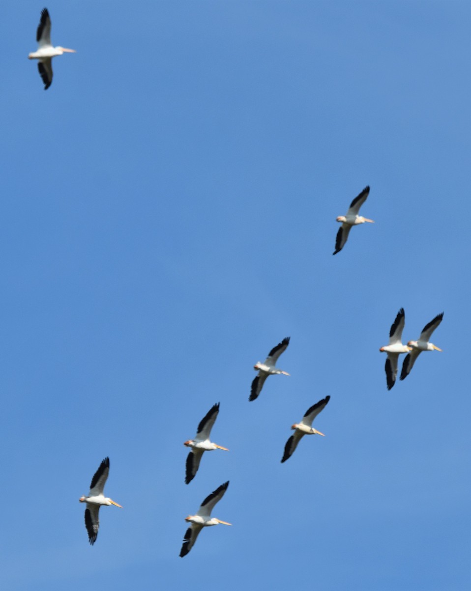 American White Pelican - ML642828523