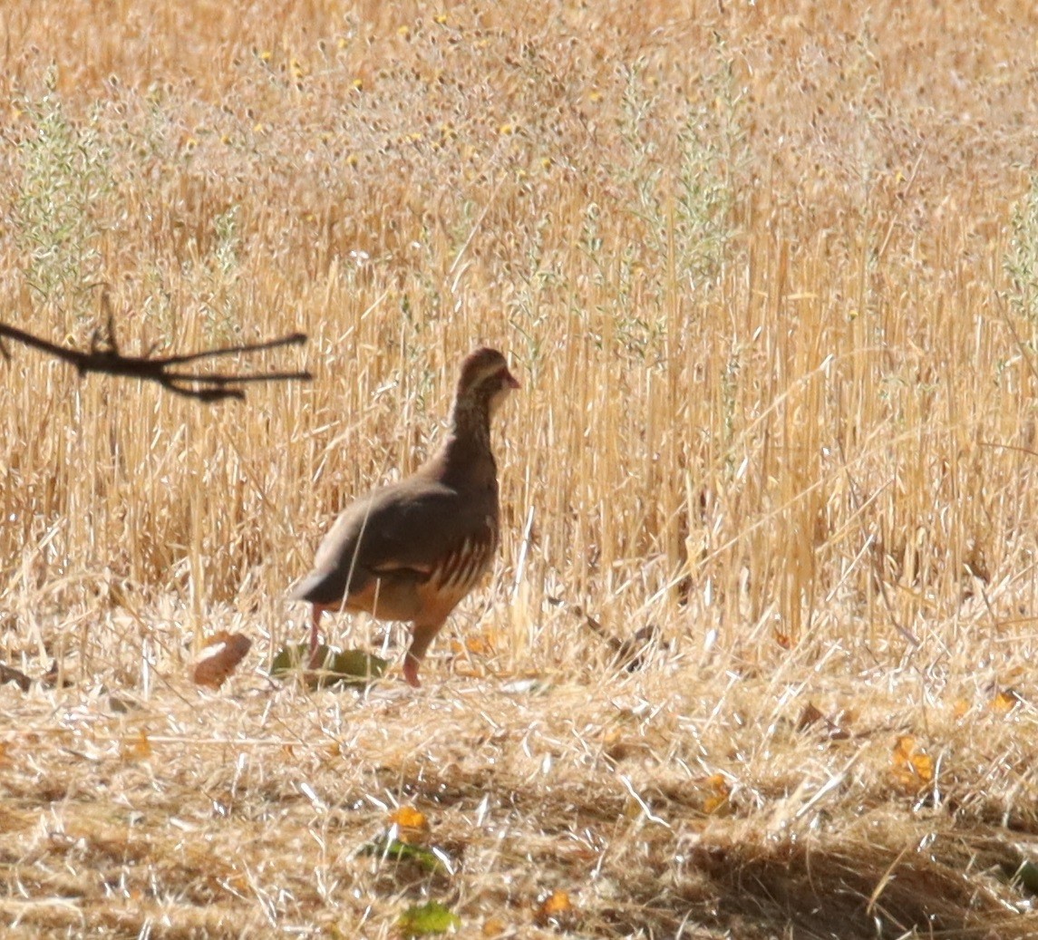 Red-legged Partridge - ML642828525