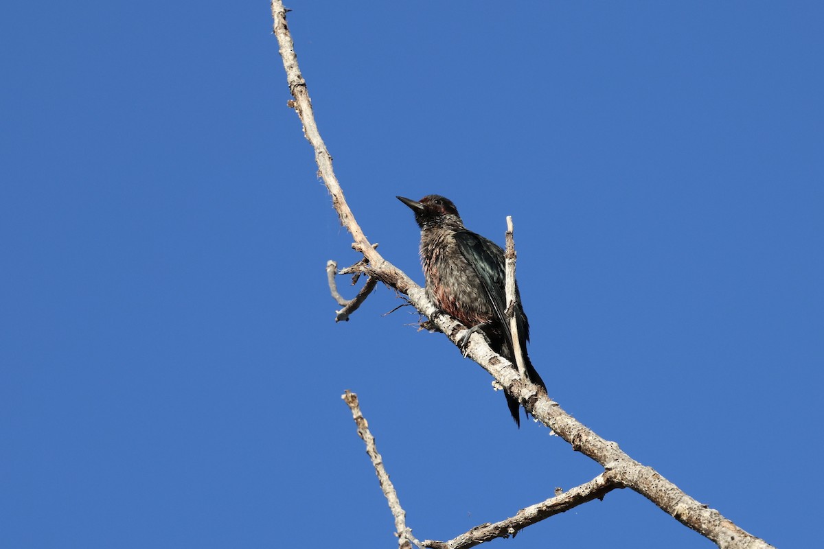 Lewis's Woodpecker - ML642828527