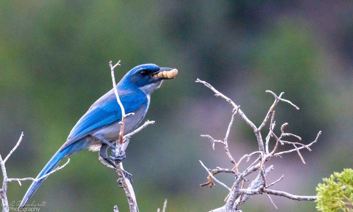 Woodhouse's Scrub-Jay - ML642828528