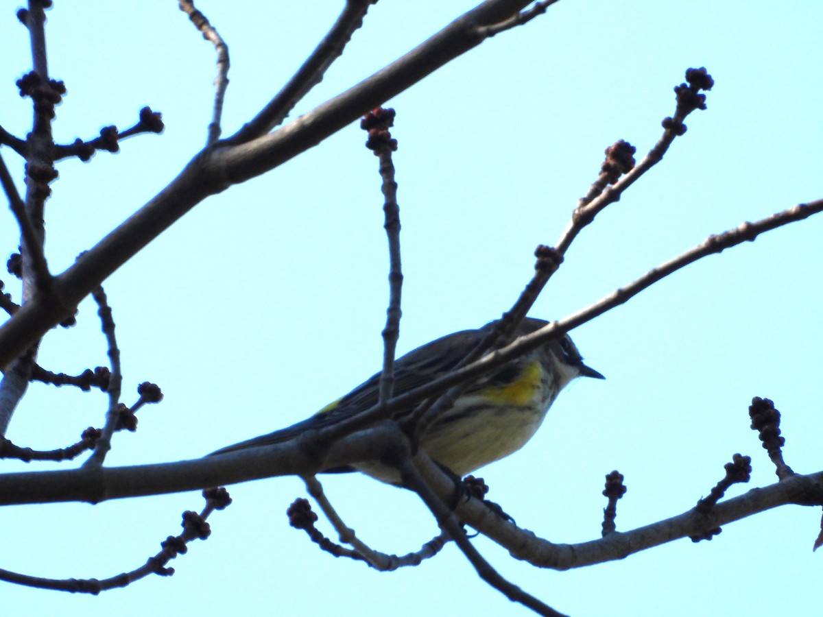 Yellow-rumped Warbler - ML642828532