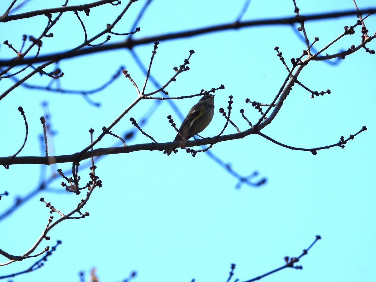 Yellow-rumped Warbler - ML642828533