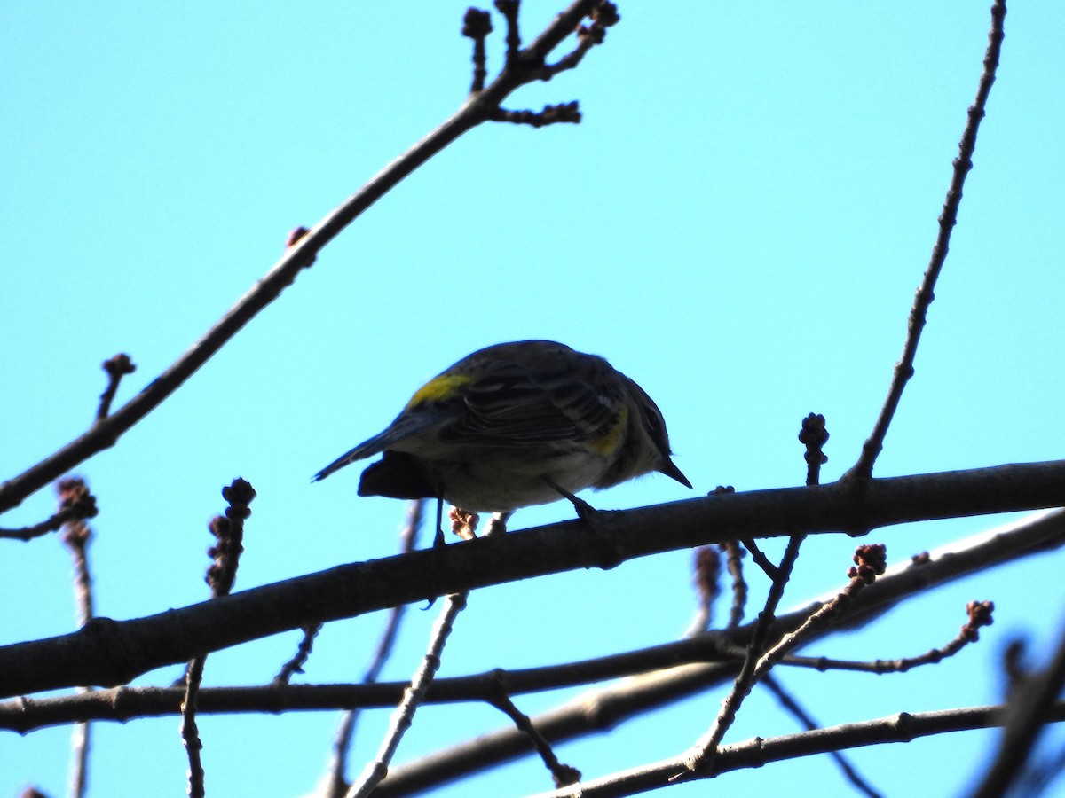 Yellow-rumped Warbler - ML642828534