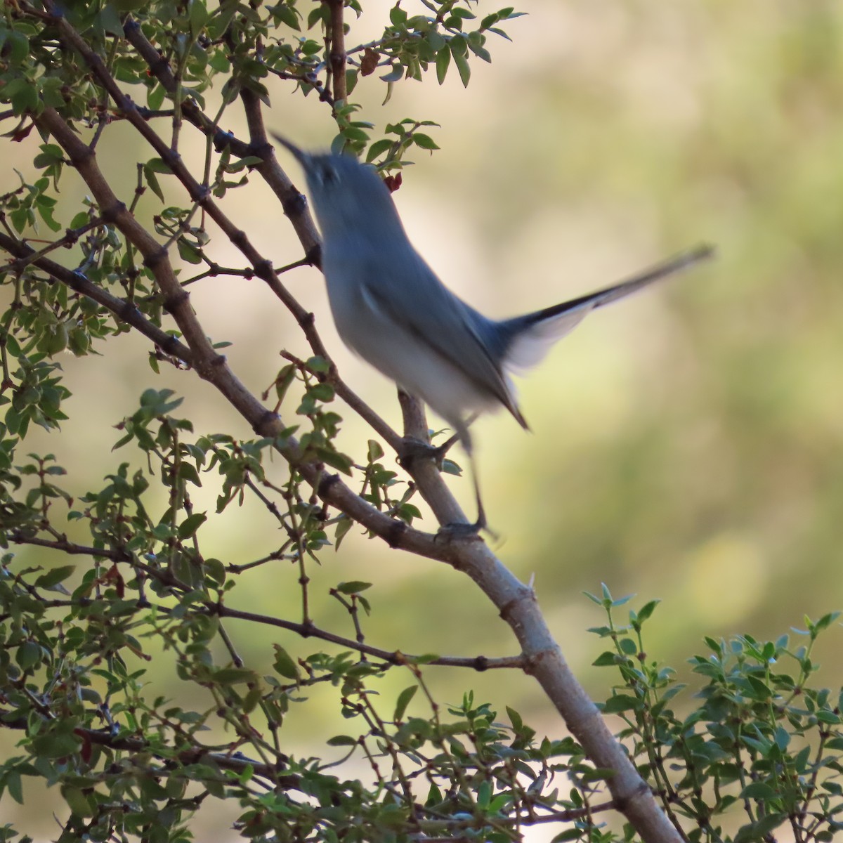 Blue-gray Gnatcatcher - ML642828535