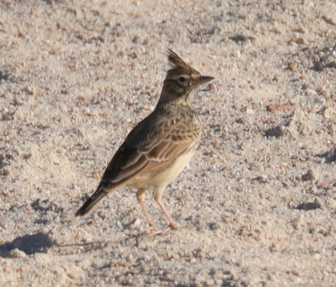 Crested Lark - ML642828536