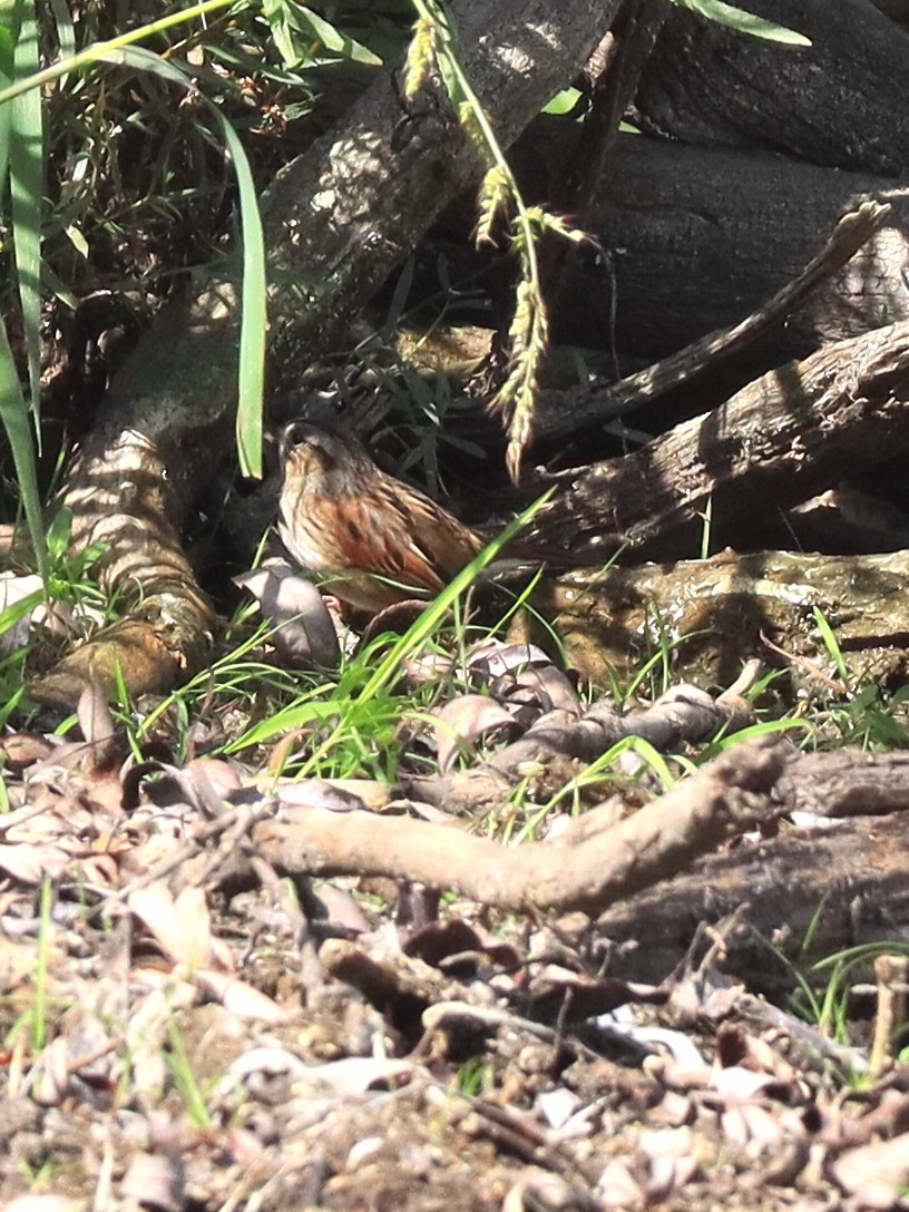Swamp Sparrow - ML642828539
