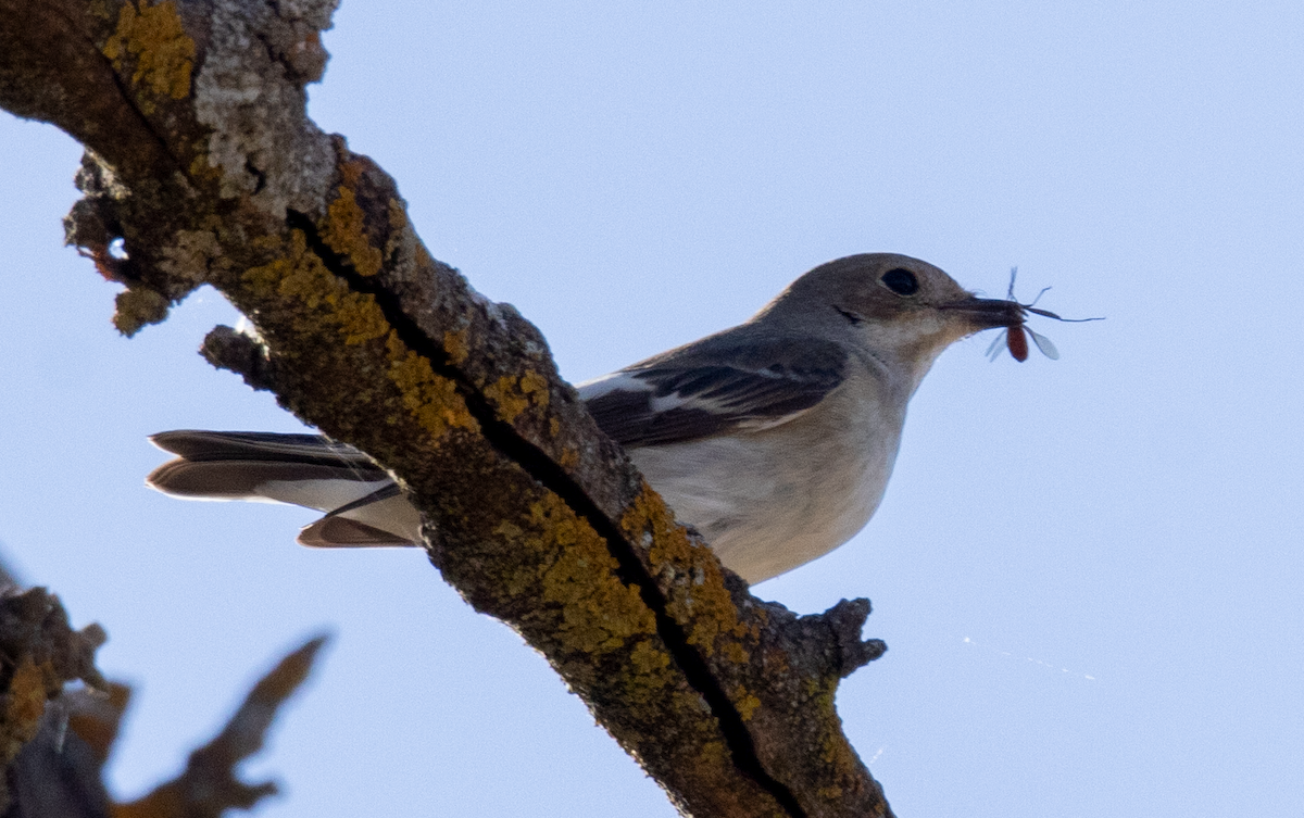 European Pied Flycatcher - ML642828541