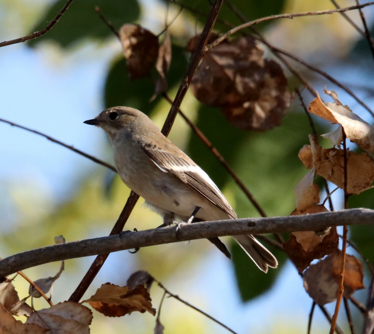 European Pied Flycatcher - ML642828542