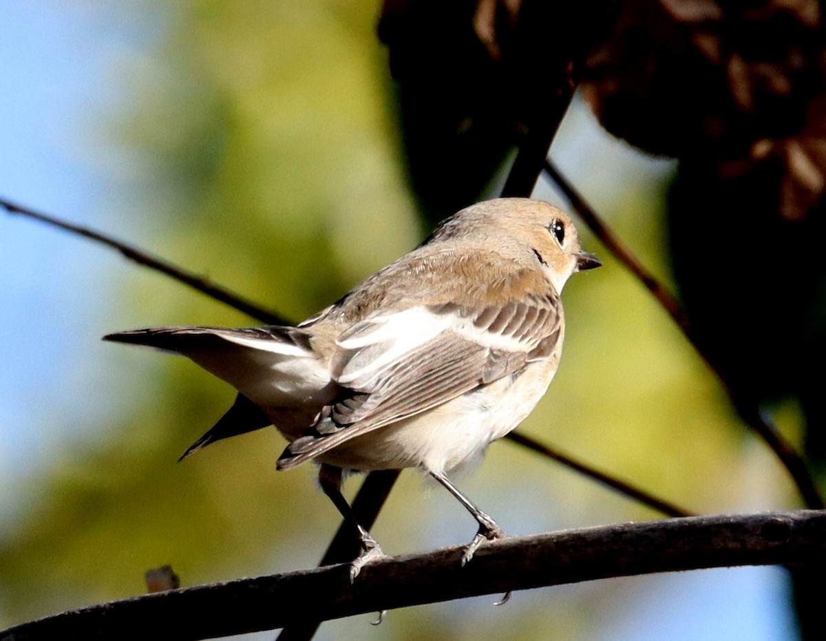 European Pied Flycatcher - ML642828543