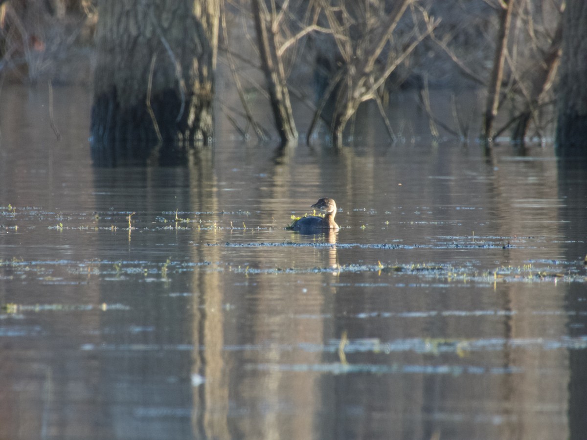 Pied-billed Grebe - ML642828544
